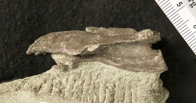 Meet ‘Eric’: the new dinosaur discovered in Victoria