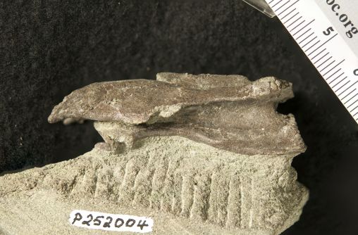 Meet ‘Eric’: the new dinosaur discovered in Victoria Meet ‘Eric’: the new dinosaur discovered in Victoria