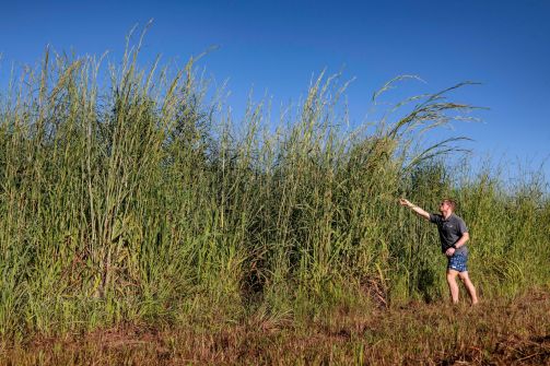 Mapping invasive grasses with machine learning Mapping invasive grasses with machine learning