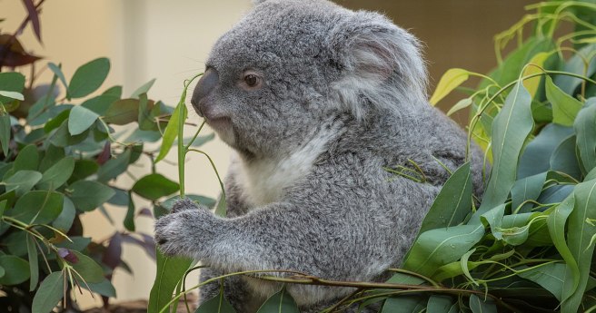 What’s the best way to conduct Australia’s Great Koala Count?