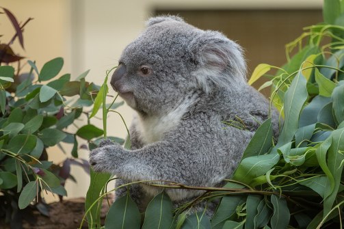 What’s the best way to conduct Australia’s Great Koala Count?