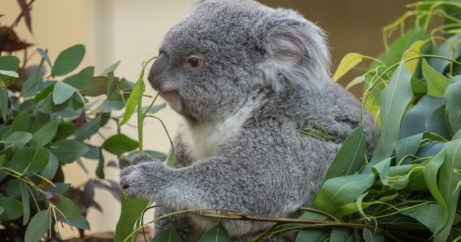 What’s the best way to conduct Australia’s Great Koala Count?