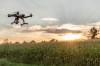 Drone flying over a corn field.