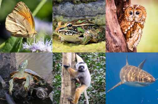Humans force wild animals into tight spots, or send them far from home Humans force wild animals into tight spots, or send them far from home