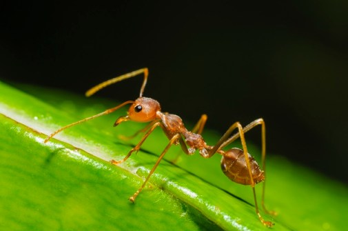 Best of 2021: Using geospatial tools to combat fire ants