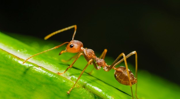 Best of 2021: Using geospatial tools to combat fire ants