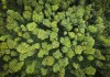 An overhead view of trees in a dense forest