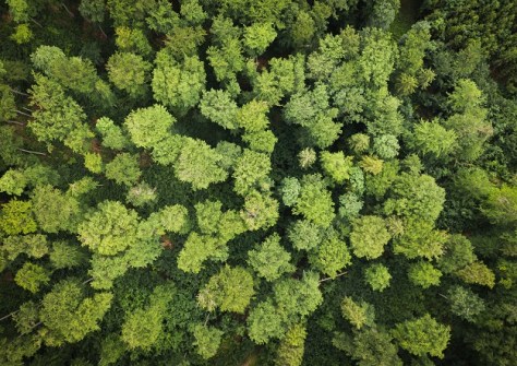 A low overhead view of trees in a forest