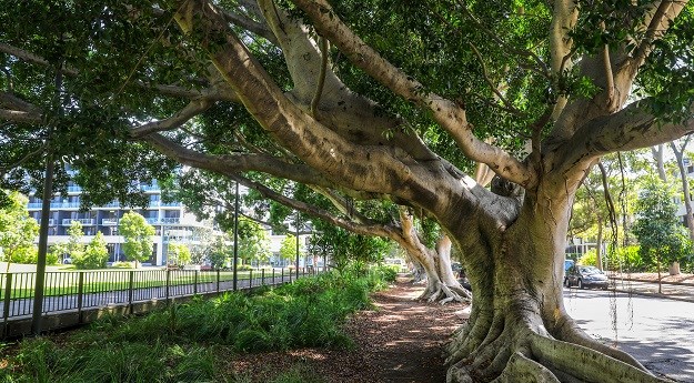City of Sydney: Growing green with GIS