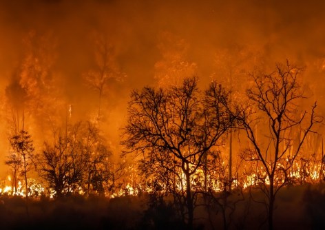 Severe bushfire flames with silhouetted burnt trees in the foreground, during a natural disaster