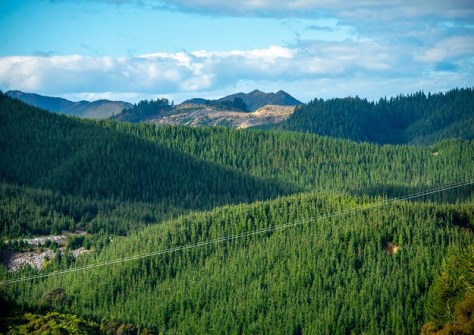 An aerial photo of a New Zealand pine forest, of the kind studied using airborne laser scanning