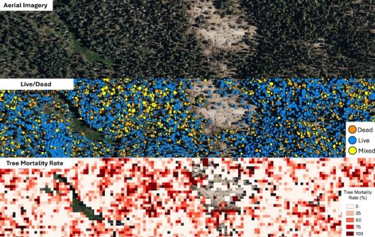 Three overhead views of vegetation cover on a small parcel of land, with one view being a photographic image, the second showing trees colour-coded blue or yellow depending on whether they are dead or alive, and a third showing colour-coded data indicating tree mortality rates.