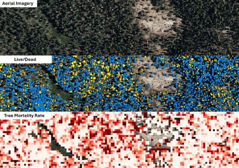 California’s new statewide LiDAR vegetation data