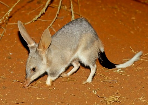 A bilby standing on red dirt