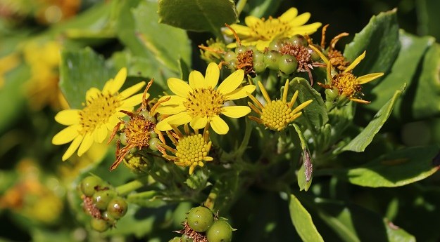 Spotting invasive weeds using satellites, AI