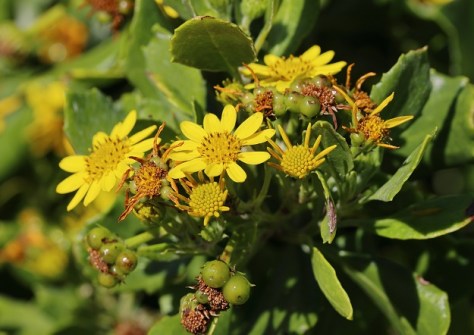 A close-up photo of the flowers of the Bitou bush, one of the two invasive weeds studied in the research