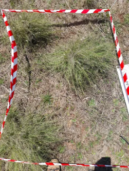 Photo of a patch of African lovegrass, one of the two invasive weeds studied in the research