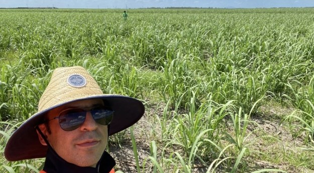 ML and satellite data fight sugarcane disease