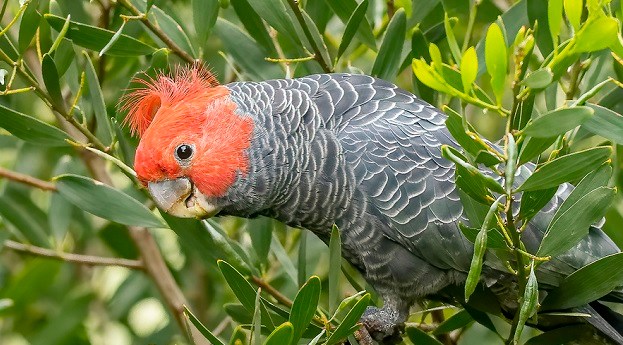 The best-ever national maps of protected species