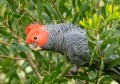 A Gang-gang Cockatoo peeking out from within a bush
