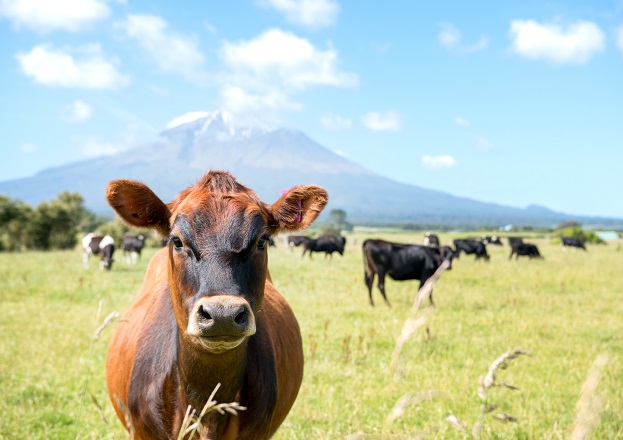 GNSS reflectometry for helping farmers with water