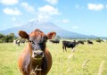 A cow, looking at the camera, on a New Zealand farm