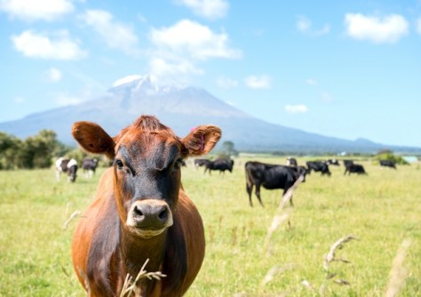 A cow, looking at the camera, on a New Zealand farm