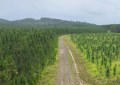 Forestry road cutting through a tree plantation