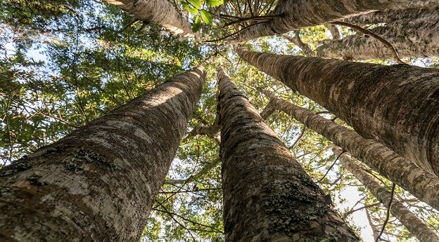 Kauri protection platform receives geospatial award