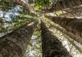 Looking upwards within a grove of Kauri trees