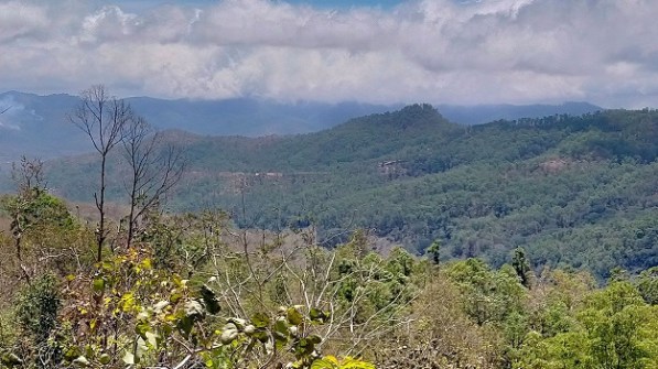Heavily forested hills in Timor-Leste
