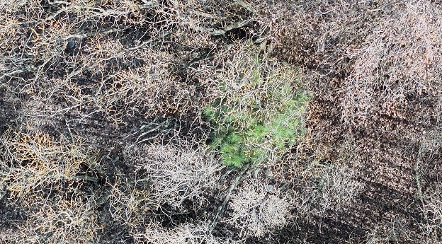 Aerial imagery deployed to spot invasive trees
