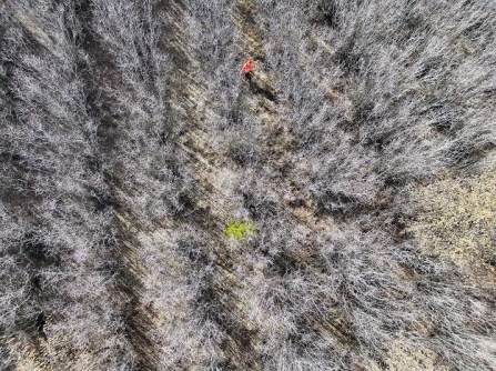 A wilding pine seen from the air
